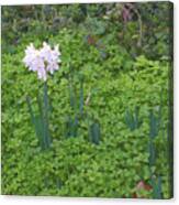 Early Spring Garden Flowers Canvas Print