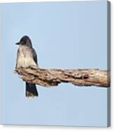 Eastern Kingbird On Lookout In The Croatan National Forest. Canvas Print