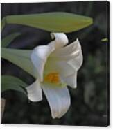 Easter Lily Late Bloom Canvas Print