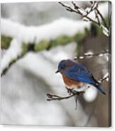 Eastern Bluebird Perched On A Snowy Branch Canvas Print