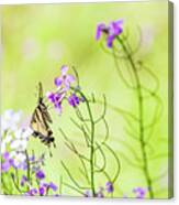 Eastern Tiger Swallowtail Butterfly - Nature Photography Canvas Print