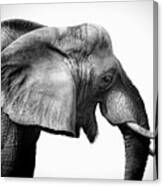 Ebullient Elephant Canvas Print