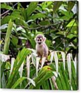 Ecuadorian Squirrel Monkey Canvas Print