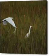 Egrets Fish In The Marshes Of Glynn Canvas Print