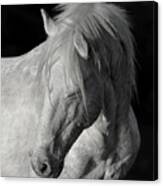 Elder Stallion. Canvas Print