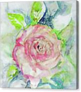 Elderly Rose Canvas Print