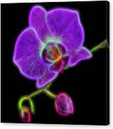 Electric Orchid Canvas Print