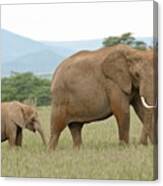 Elephant And Calf At Amboseli Canvas Print