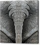 Elephant Hide Canvas Print