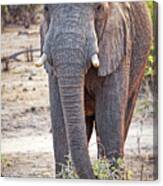 Elephant Standing in the Wild Canvas Print