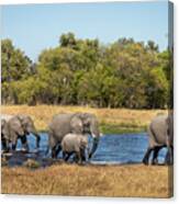 Elephants Crossing The River Canvas Print