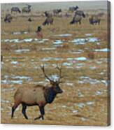 Elk Herd Canvas Print