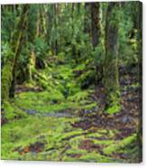 Enchanted Forest, Ronny Creek, Cradle Mountain, Tasmania, Austra Canvas Print