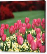 English Garden Tulips Canvas Print