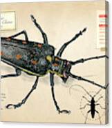 Escarabajo Longicornio De China Canvas Print