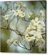 Ethereal Dogwood Blossoms Canvas Print