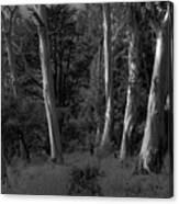 Eucalyptus Light Canvas Print