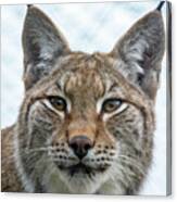 Eurasian Lynx Portrait Canvas Print