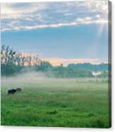 Three European Bison In The Morning Mist Canvas Print