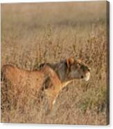 Evening Hunter, Serengeti National Park Canvas Print