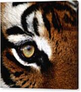 Eyes Of The Tiger Canvas Print