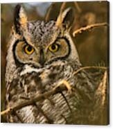 Face Of The Great Horned Owl Canvas Print