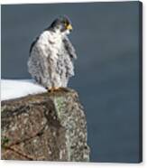 Falcon In Winter-3 Canvas Print