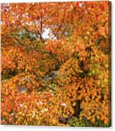 Fall Colored Leaves Canvas Print