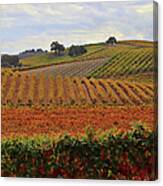 Fall Colored Vineyard Paso Robles California Wine Country Canvas Print