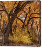 Fall In The Bosque Canvas Print