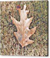 Fall Leaf Canvas Print