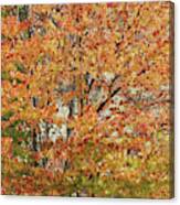 Fall Leaves In The Trees Canvas Print