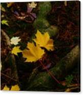 - Fall Leaves Canvas Print