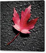Fall Maple Leaf Canvas Print
