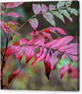 Fall Reds Of Winged Sumac Canvas Print