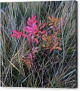 Fall Wild Rose Plant On The Prairie Canvas Print