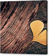 Fallen Ginkgo Leaf Canvas Print
