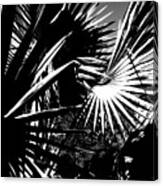 Fan Palms - B--w  Abstract Canvas Print