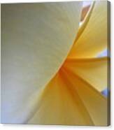 Fanning Out Canvas Print