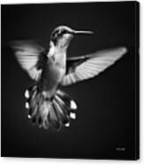 Fantail Hummingbird Canvas Print