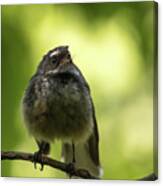 Fantail,endemic To New Zealand Canvas Print