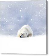 Fantasy Scene Of A Polar Bear Resting In The Snow Canvas Print