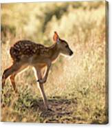 Fawn Crossing Canvas Print