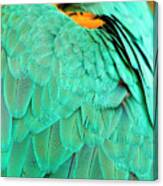 Feathers Canvas Print