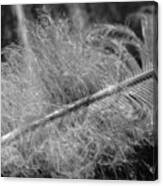 Feather In Black And White Canvas Print