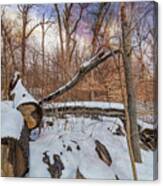 Felled Tree In The Forest Canvas Print