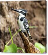 Female African Pied Kingfisher, Ceryle Rudis, Perched On The Banks Of Lake Edward, Queen Elizabeth National Park, Uganda. This Is A Popular Breeding Ground Where The Birds Nest In The Soft Soil. Canvas Print