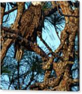 Female Bald Eagle On Nest Canvas Print
