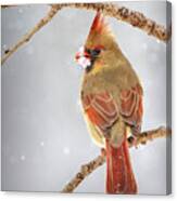 Female Cardinal In The Snow Canvas Print