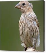 Female House Finch Watching Canvas Print